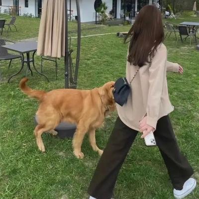 海蓝时见鲸